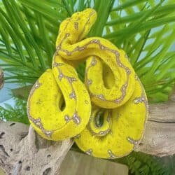 Yearling Manokwari Green Tree Pythons For Sale - Underground Reptiles