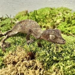 Satanic Leaftail Gecko For Sale - Underground Reptiles