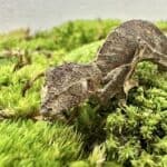Satanic Leaftail Gecko For Sale - Underground Reptiles