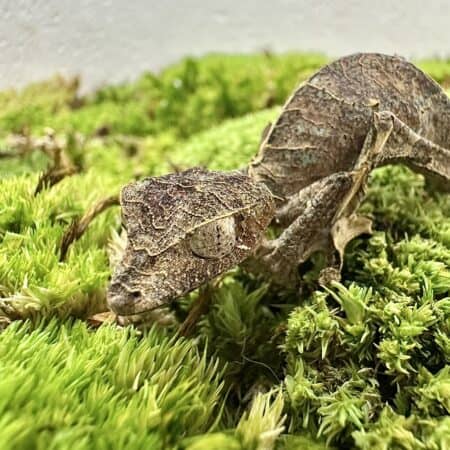 Satanic Leaftail Gecko For Sale - Underground Reptiles