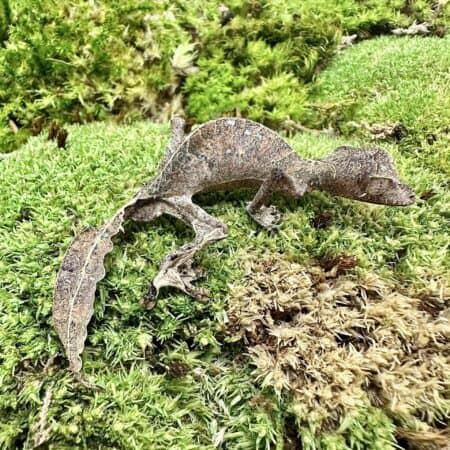 Satanic Leaftail Gecko For Sale - Underground Reptiles