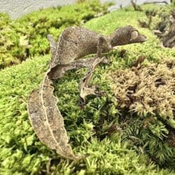 Satanic Leaftail Gecko For Sale - Underground Reptiles