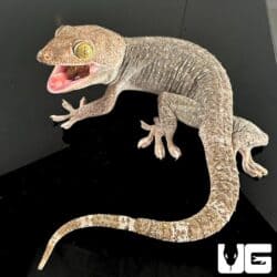 Adult Male Silver And Gold Tokay Geckos for sale - Underground Reptiles