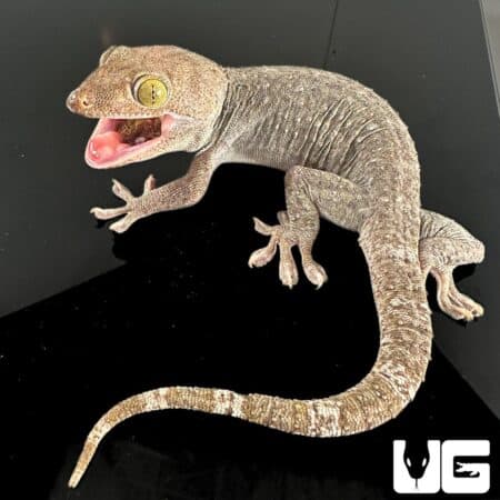 Adult Male Silver And Gold Tokay Geckos for sale - Underground Reptiles