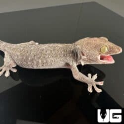 Adult Male Silver And Gold Tokay Geckos for sale - Underground Reptiles