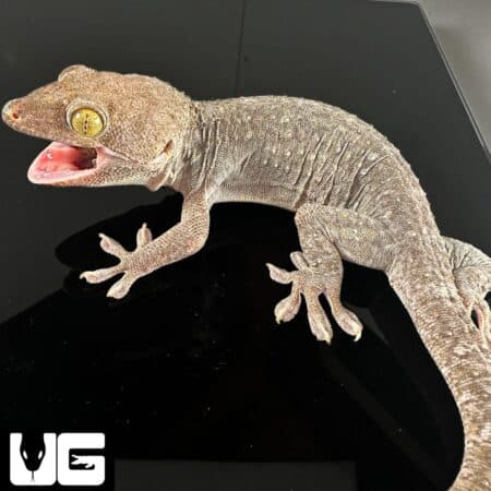 Adult Male Silver And Gold Tokay Geckos for sale - Underground Reptiles