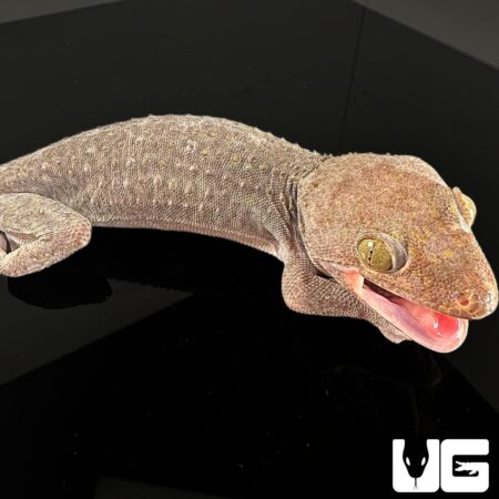 Adult Male Silver And Gold Tokay Geckos for sale - Underground Reptiles