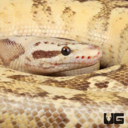 Pastel Vanilla Yellowbelly Ball Python For Sale - Underground Reptiles