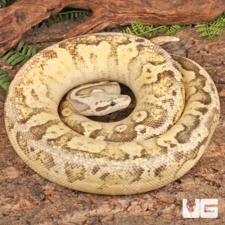 Pastel Vanilla Yellowbelly Ball Python For Sale - Underground Reptiles