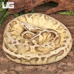 Pastel Vanilla Yellowbelly Ball Python For Sale - Underground Reptiles