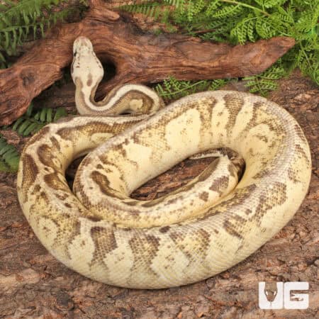 Pastel Vanilla Yellowbelly Ball Python For Sale - Underground Reptiles