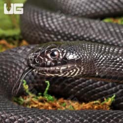 2022 Black Pine Snake for sale - Underground Reptiles