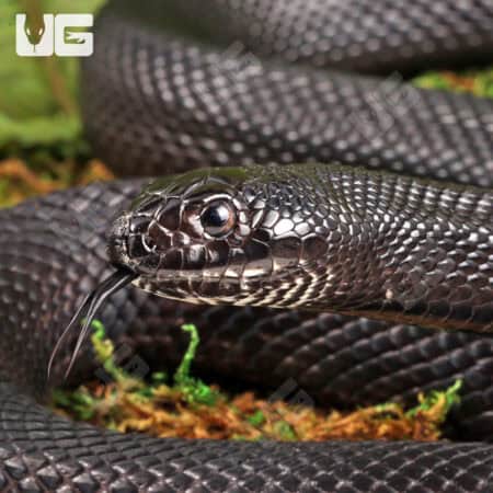 2022 Black Pine Snake for sale - Underground Reptiles
