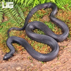 2022 Black Pine Snake for sale - Underground Reptiles