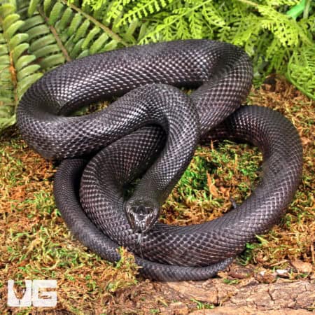 2022 Black Pine Snake for sale - Underground Reptiles