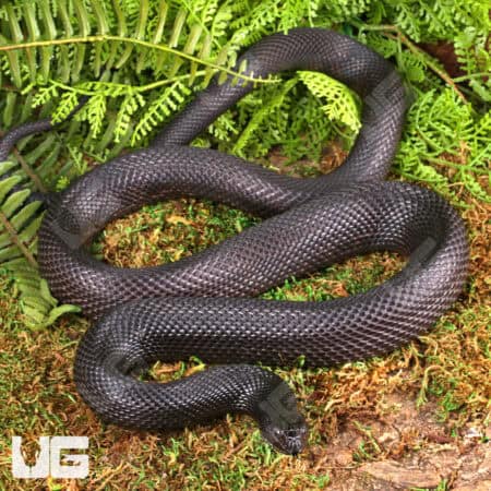 2022 Black Pine Snake for sale - Underground Reptiles