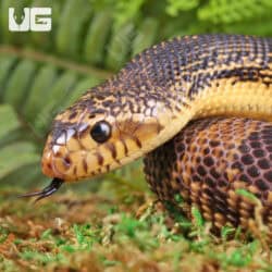 2022 LA Pine Snake - Underground Reptiles