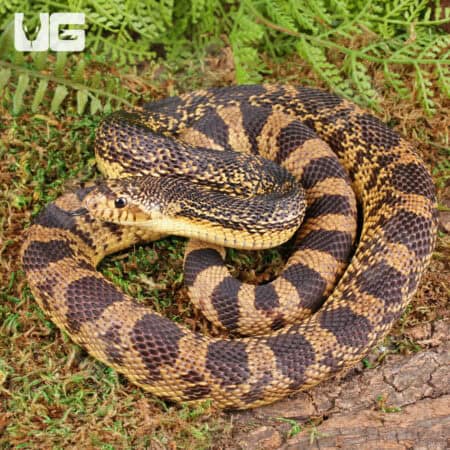 2022 LA Pine Snake - Underground Reptiles