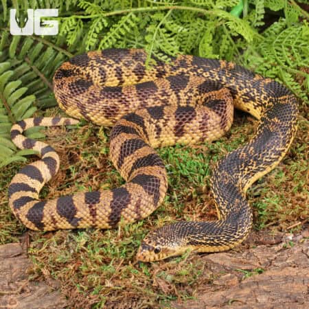 2022 LA Pine Snake - Underground Reptiles
