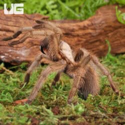 Carlsbad Green Tarantula (Aphonopelma gabeli) For Sale - Underground Reptiles