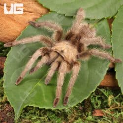 Carlsbad Green Tarantula (Aphonopelma gabeli) For Sale - Underground Reptiles