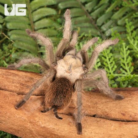 Carlsbad Green Tarantula (Aphonopelma gabeli) For Sale - Underground Reptiles