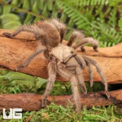 Carlsbad Green Tarantula (Aphonopelma gabeli) For Sale - Underground Reptiles