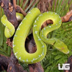 Sorong Green Tree Pythons (Morelia viridis) For Sale - Underground Reptiles