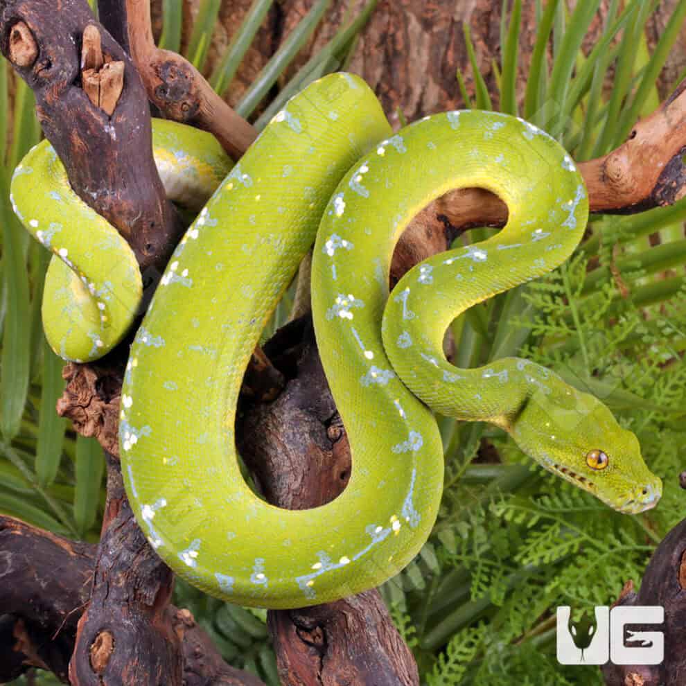 Green Tree Pythons For Sale - Underground Reptiles