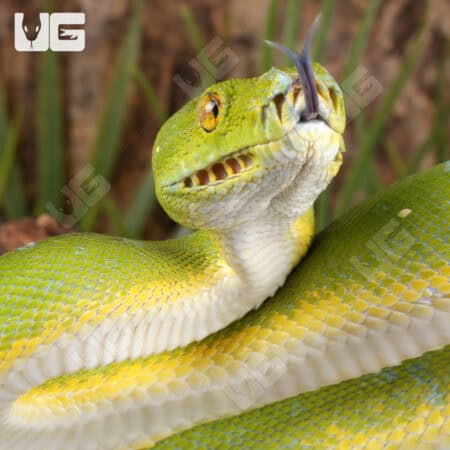 Sorong Green Tree Pythons (Morelia viridis) For Sale - Underground Reptiles