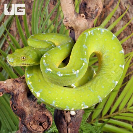 Sorong Green Tree Pythons (Morelia viridis) For Sale - Underground Reptiles