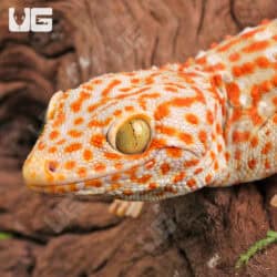 Adult Male Albino Tokay Geckos for sale - Underground Reptiles