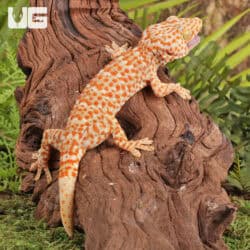 Adult Male Albino Tokay Geckos for sale - Underground Reptiles