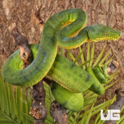 Anaconda Phase Emerald Tree Boas For Sale - Underground Reptiles