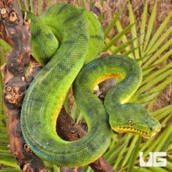 Anaconda Phase Emerald Tree Boas For Sale - Underground Reptiles