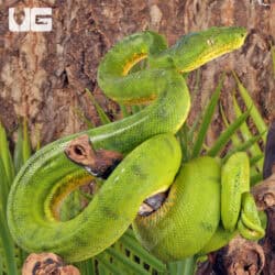 Anaconda Phase Emerald Tree Boas For Sale - Underground Reptiles