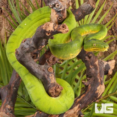 Anaconda Phase Emerald Tree Boas For Sale - Underground Reptiles