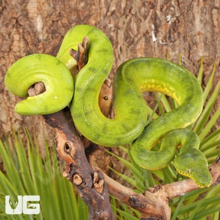 Anaconda Phase Emerald Tree Boas For Sale - Underground Reptiles