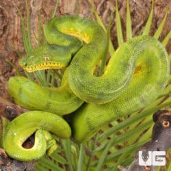 Anaconda Phase Emerald Tree Boas For Sale - Underground Reptiles