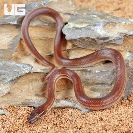 Baby African Brown House Snakes (Boaedon capensis) For Sale - Underground Reptiles