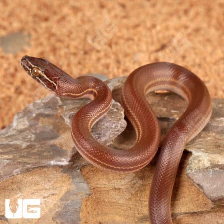 Baby African Brown House Snakes (Boaedon capensis) For Sale - Underground Reptiles