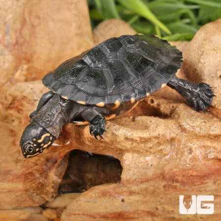Baby African Keeled Mud Turtles (Pelusios carinatus) For Sale - Underground Reptiles