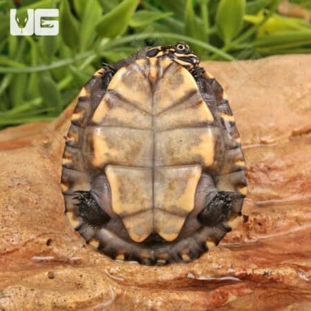 Baby African Keeled Mud Turtles (Pelusios carinatus) For Sale - Underground Reptiles