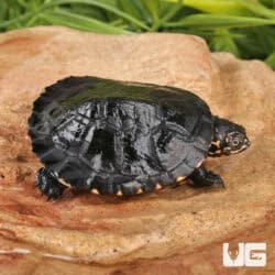 Baby African Keeled Mud Turtles (Pelusios carinatus) For Sale - Underground Reptiles