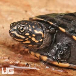 Baby African Keeled Mud Turtles (Pelusios carinatus) For Sale - Underground Reptiles