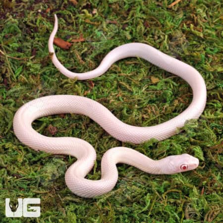 Baby Albino Leucistic Texas Ratsnake (Pantherophis obsoletus) For Sale - Underground Reptiles
