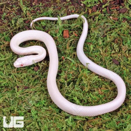 Baby Albino Leucistic Texas Ratsnake (Pantherophis obsoletus) For Sale - Underground Reptiles