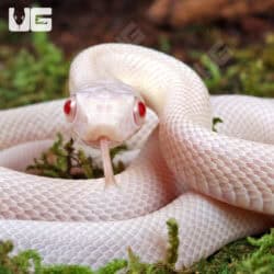 Baby Albino Leucistic Texas Ratsnake (Pantherophis obsoletus) For Sale - Underground Reptiles