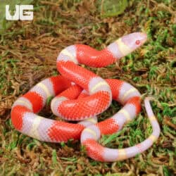 Baby Albino Nelson's Milksnakes For Sale - Underground Reptiles