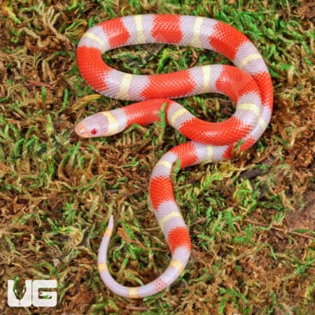 Baby Albino Nelson's Milksnakes For Sale - Underground Reptiles